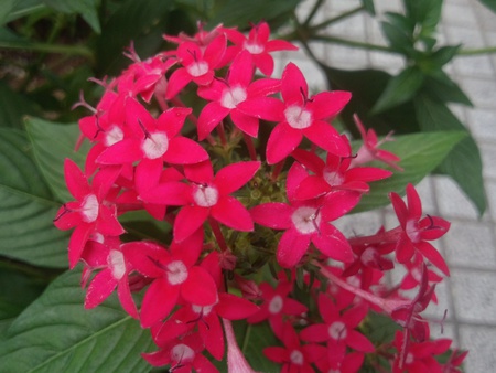 花達！