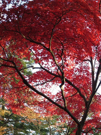 兼六園！7
