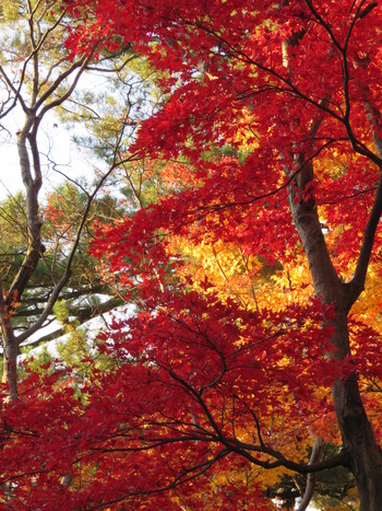 兼六園！7