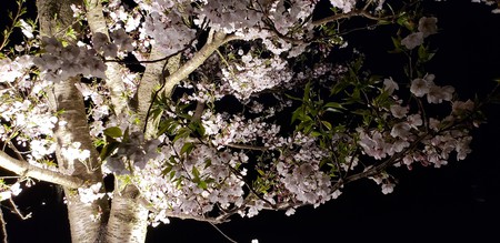 まごころガーデン豊橋～桜開花です～