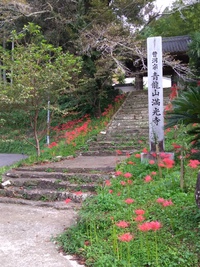 彼岸花きれいです