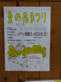 来週は菜の花まつり