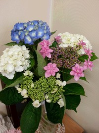 紫陽花は今でしょ！