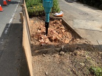 街路樹