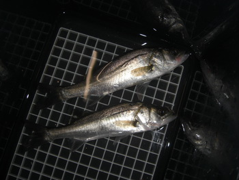 ちょっと夜釣り
