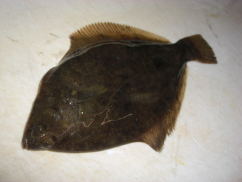 強風の釣り