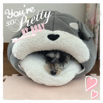 魅力にやられてます( ´͈ ᗨ `͈ )◞♡⃛