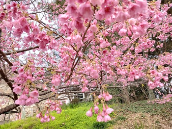 寒緋桜が満開です！豊橋市　岩屋観音