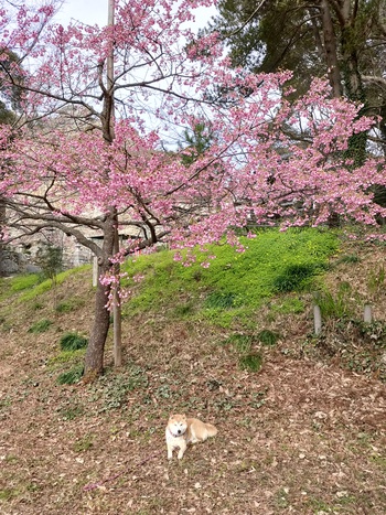 寒緋桜が満開です！豊橋市　岩屋観音