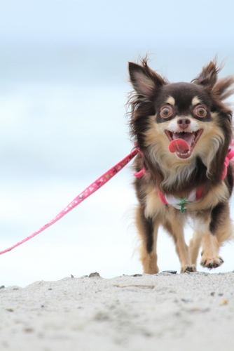 雅のチワワママ プライベートブログ 海辺で走る犬の撮影