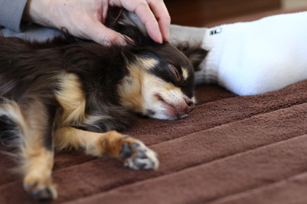 雅のチワワママ プライベートブログ 犬のお腹にシコリ 腫瘍 手術した翌日