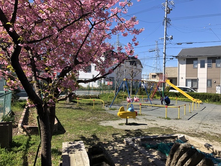 雅のチワワママ プライベートブログ 3月8日 青空と桜とチワワ 豊橋の小さな公園にて
