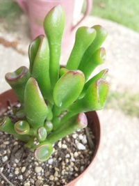 キモかわいい多肉植物。