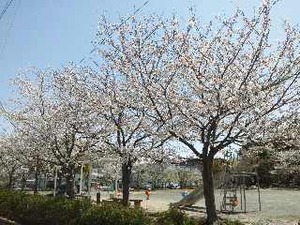 桜ＬＩＶＥ♪何桜？