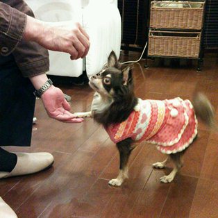 ワンちゃん用ケーキ