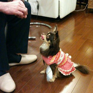 ワンちゃん用ケーキ