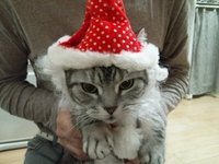 Merry  christmas