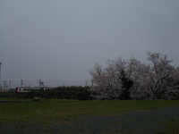 豊川堤防の桜 (訪問日：０４月０５日)