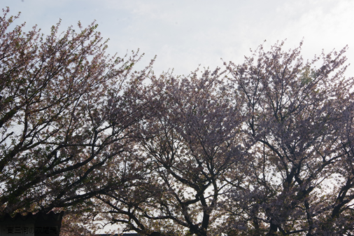 捨石ちびっこ広場 桜 (愛知県蒲郡市) (訪問日：０４月１３日)