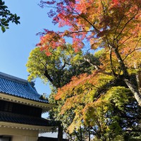 田原市博物館の紅葉です