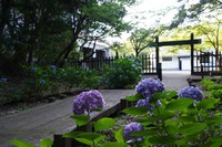 田原市博物館の紫陽花