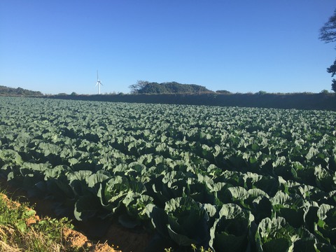 渥美半島菜の花浪漫街道ブログ キャベツ畑