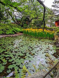 三明寺の花しょうぶ❀