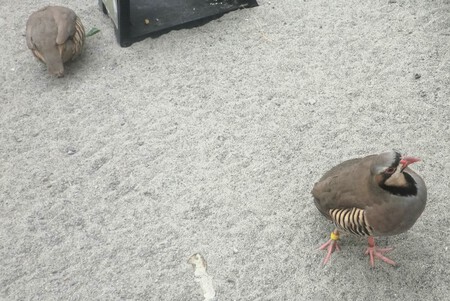 掛川花鳥園