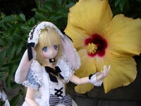 月兎ライリとハイビスカス