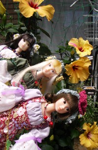 momokoと縦に並んだハイビスカス