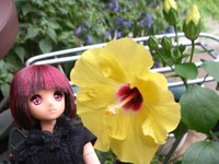 何度目かの、ハイビスカスと宥ちゃん