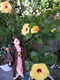 ハイビスカスと竈門妹コスプレピンキーピンクリカ