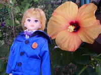 ハイビスカスとシャルル