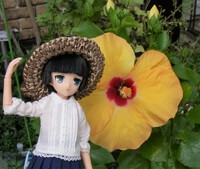 ハイビスカスとこひな