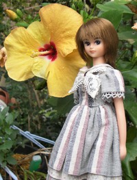 キサラと花びら不揃いなハイビスカス
