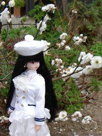 散る梅と