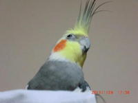 オカメインコ、世界征服を狙うの歌