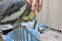 えらそーなオカメインコの歌