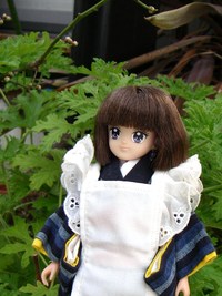 梅の蕾