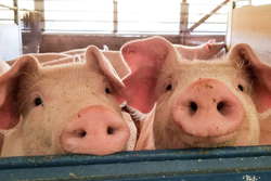 循環型農業を目指して田原市で養豚業を行う『G・ファーム』のKUROCURRY【vol.2】