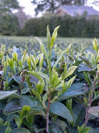 農薬・化学肥料不使用！おもやいっこ茶～粉末緑茶～の魅力に迫る！【vol.1】