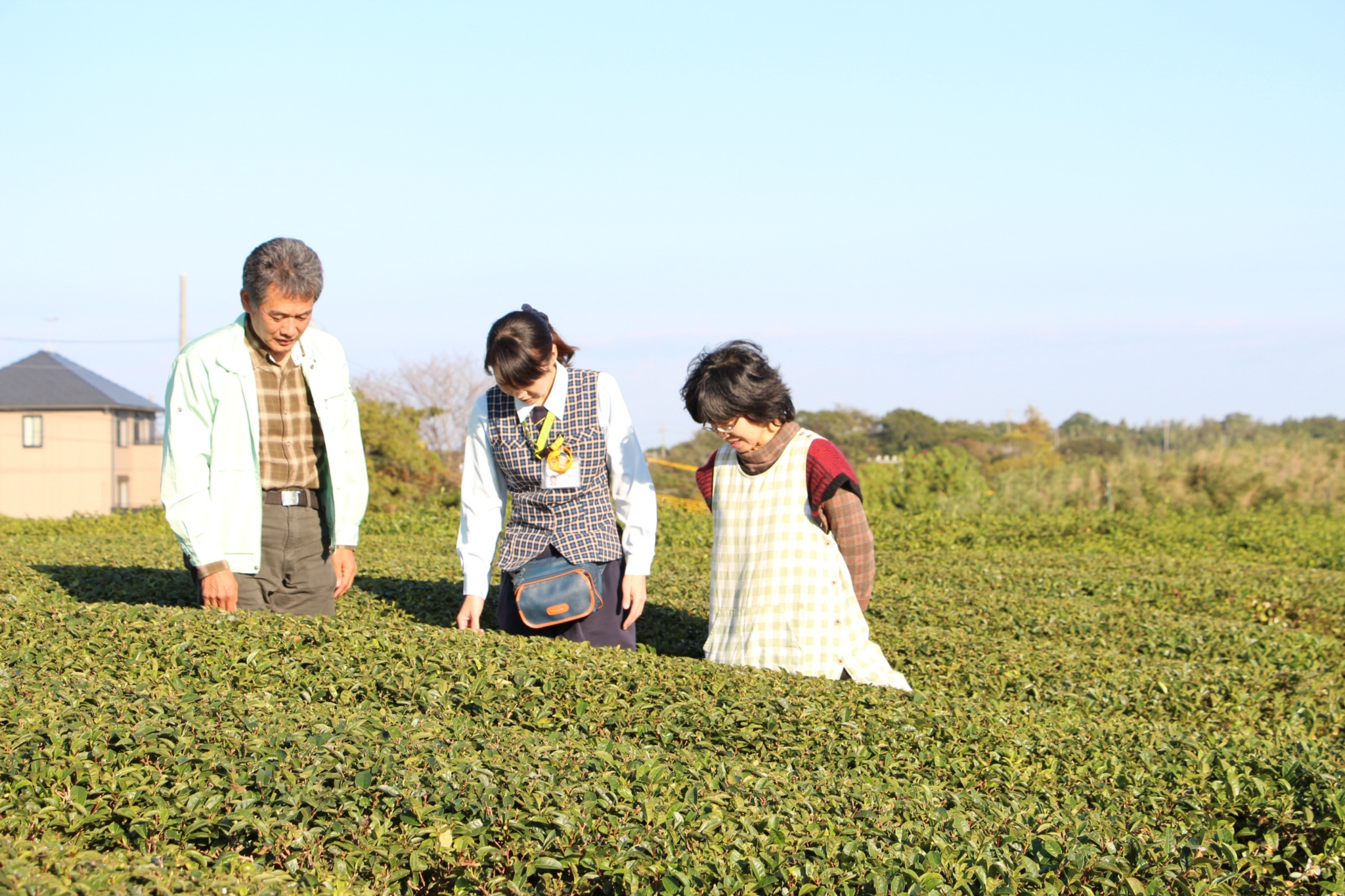 無農薬・無化学肥料でお茶づくり　ごとう製茶