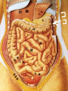 温熱パンダ療術所 渥美半島 自然多い環境で癒しの施術しています 下っ腹の痛みにテルミー