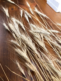 麦わらのカット