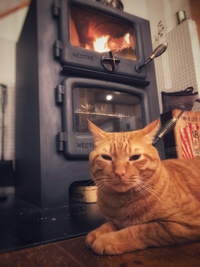 寒い夜の猫トリオ