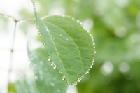 霧雨