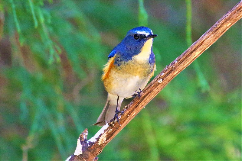 青い鳥