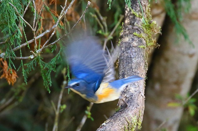 青い鳥