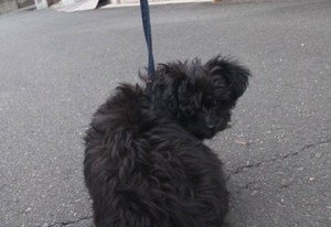 お散歩(o^^o)♪