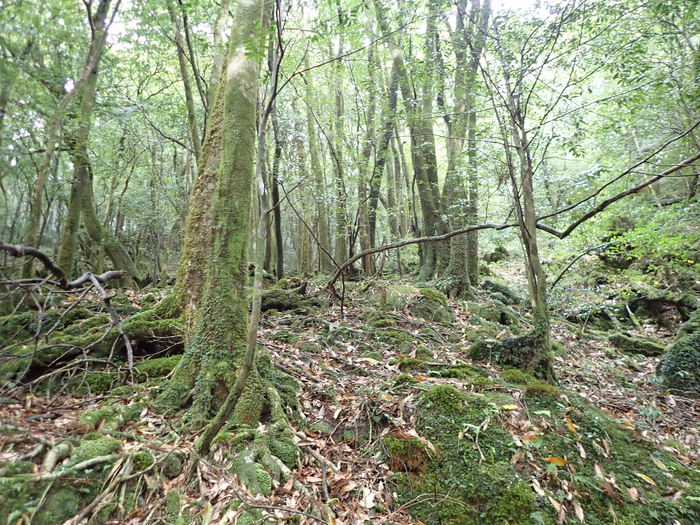yakushima